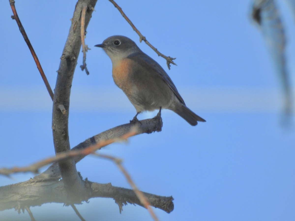 Western Bluebird - ML646460638