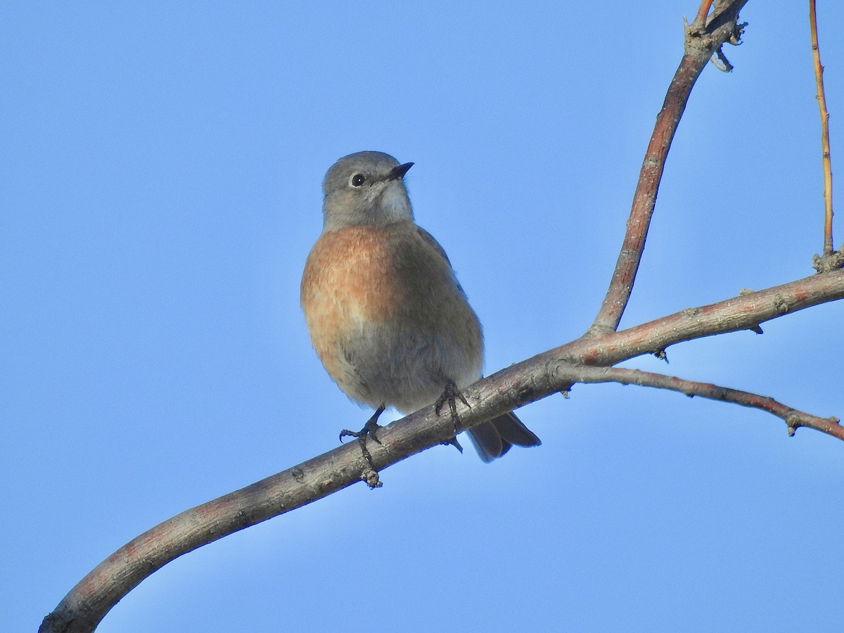 Western Bluebird - ML646460640