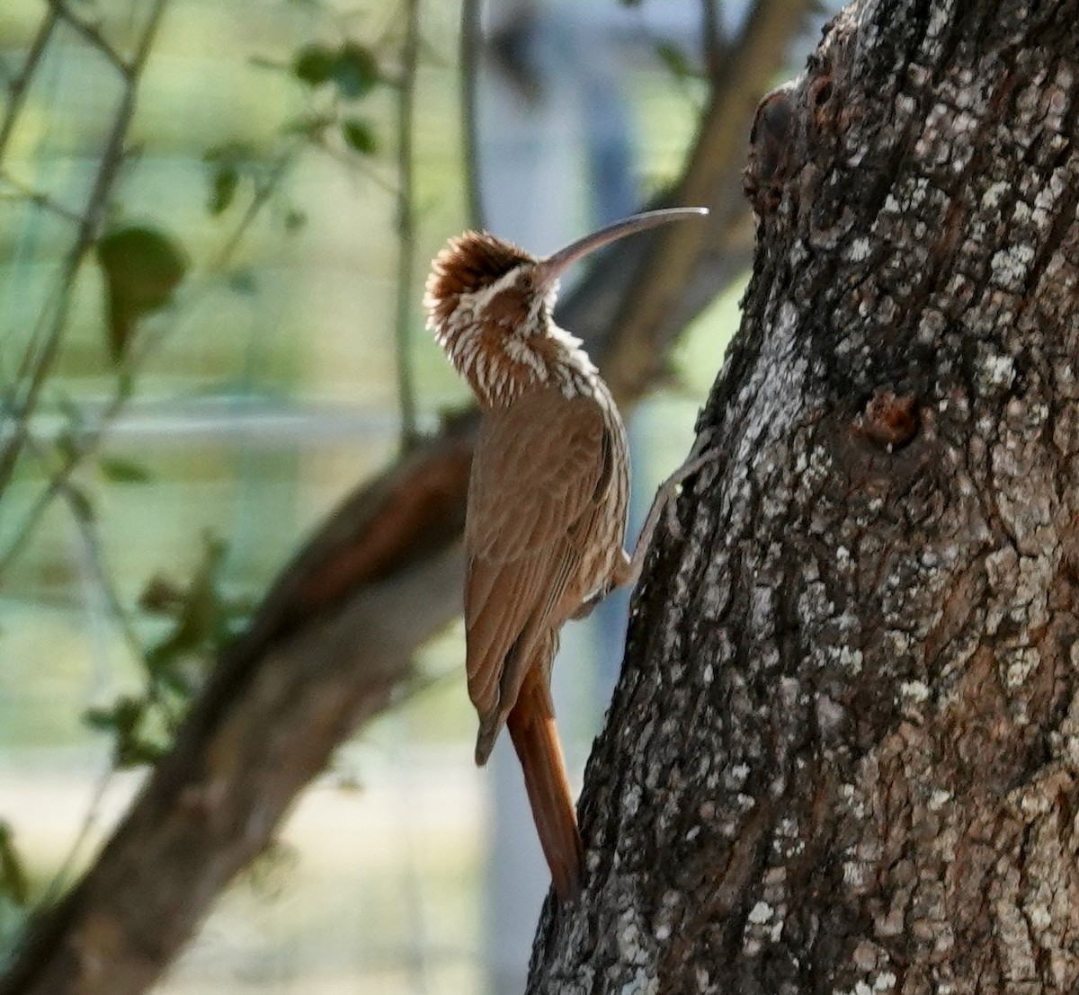Scimitar-billed Woodcreeper - ML646460641