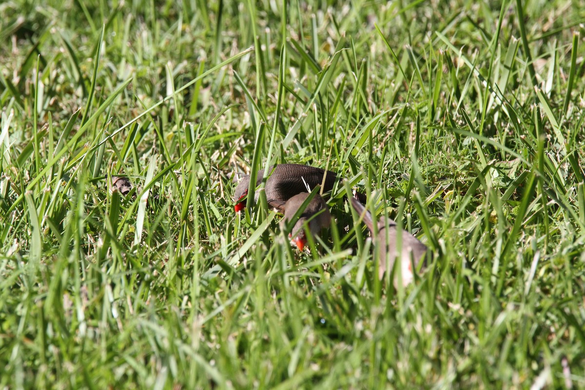 Common Waxbill - ML646460642