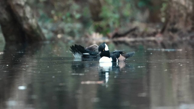 Hooded Merganser - ML646460645