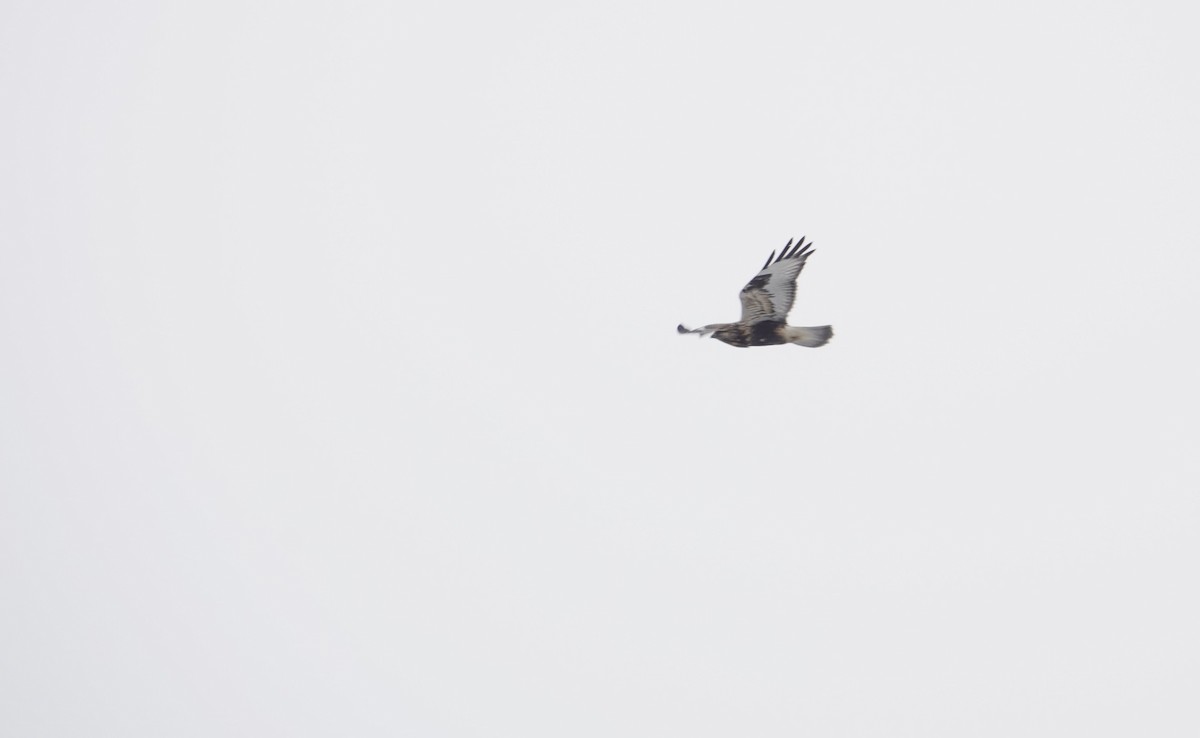 Rough-legged Hawk - ML646460646