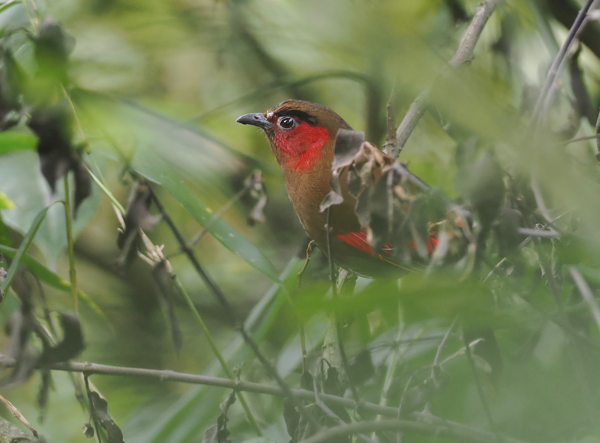 アカガオヤブドリ - ML646460655