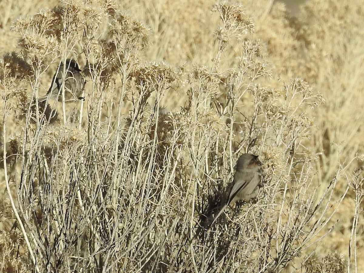 Bushtit - ML646460657
