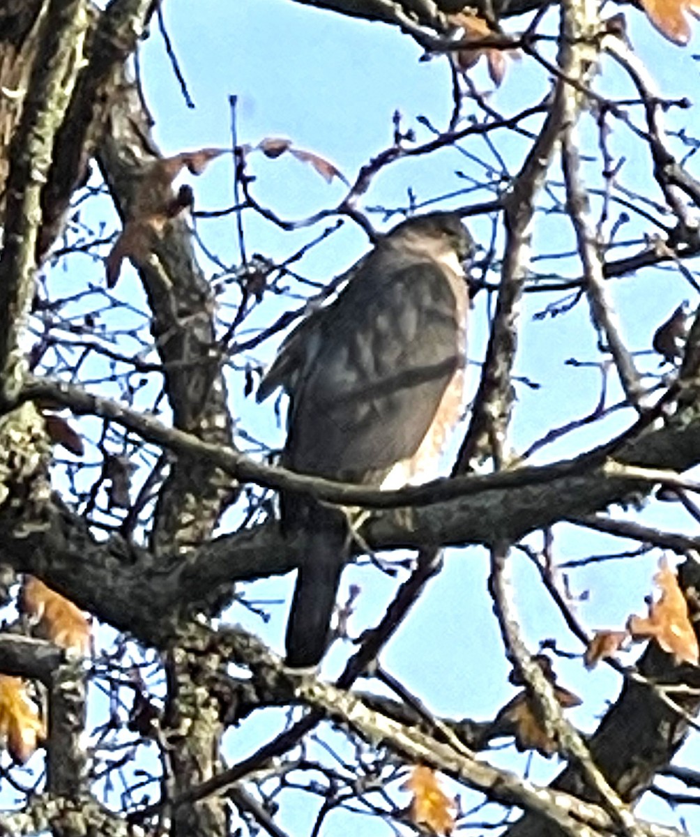 Cooper's Hawk - ML646460670
