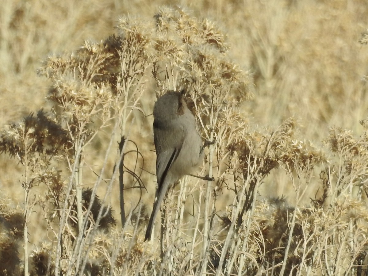 Bushtit - ML646460671