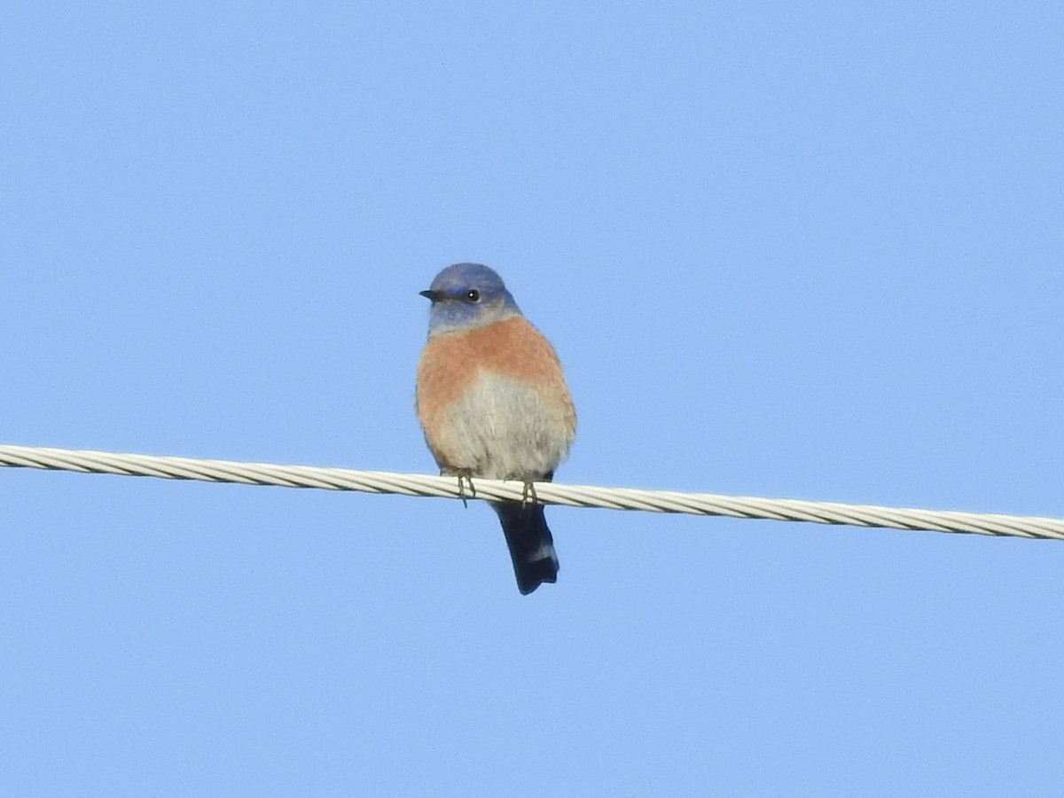 Western Bluebird - ML646460674