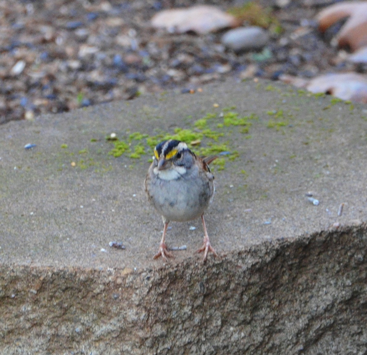 White-throated Sparrow - ML646460677