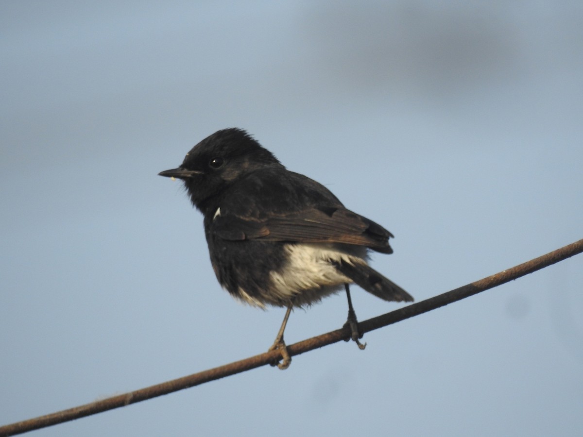 Pied Bushchat - ML646460685