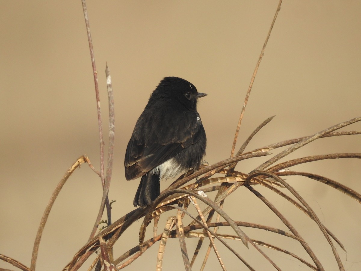 Pied Bushchat - ML646460686