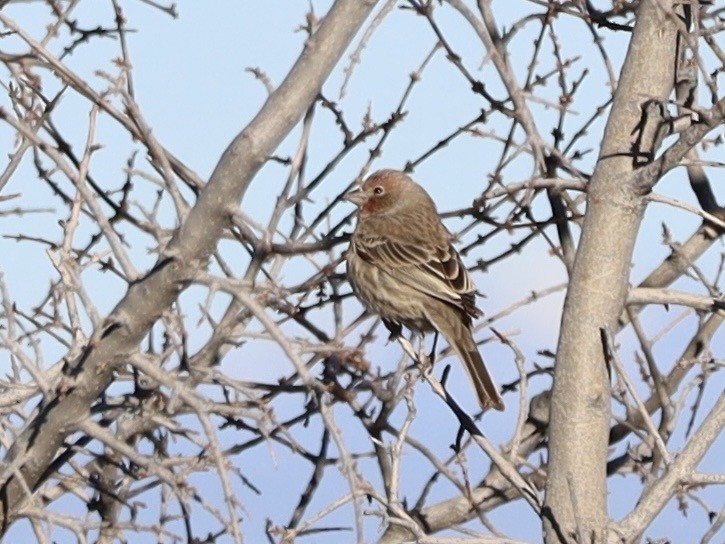 House Finch - ML646460688