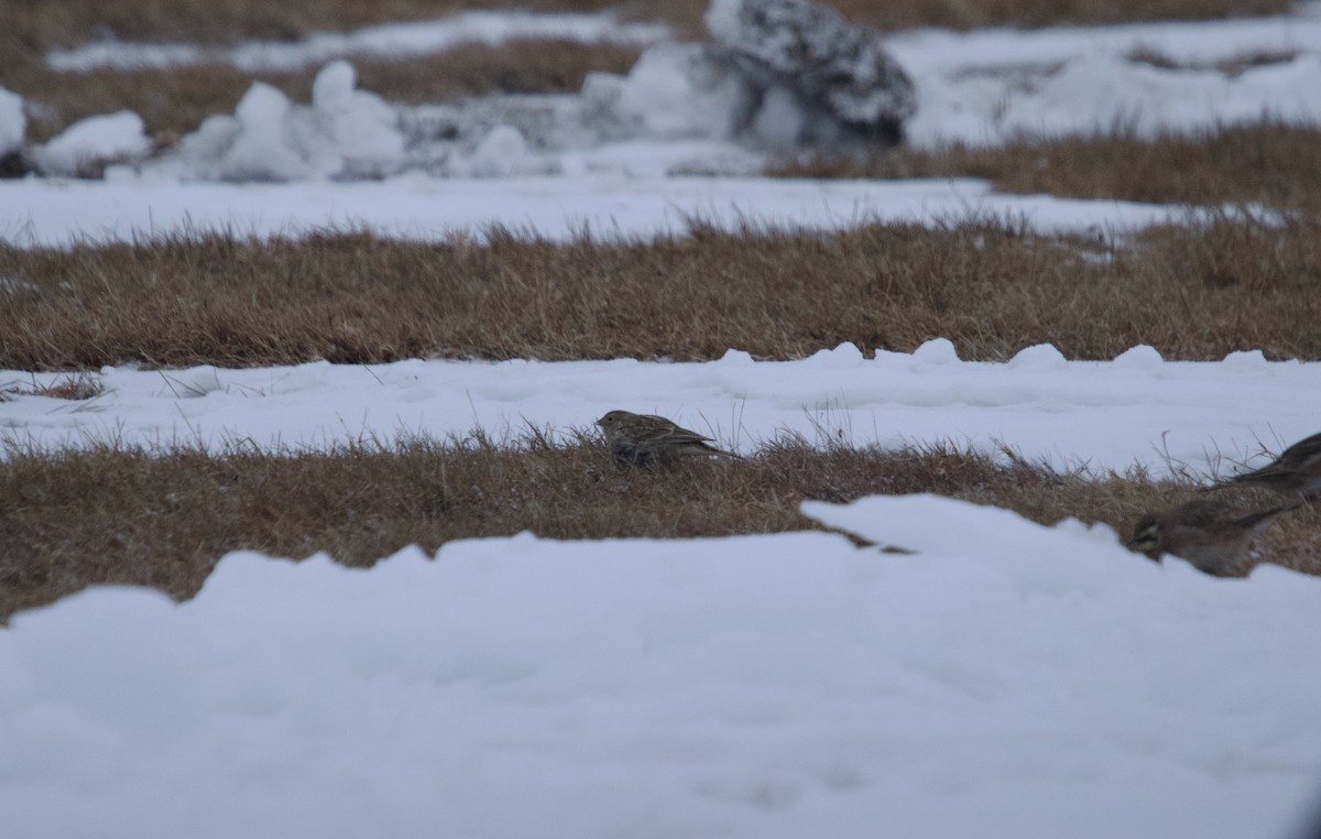 アカエリツメナガホオジロ - ML646460689