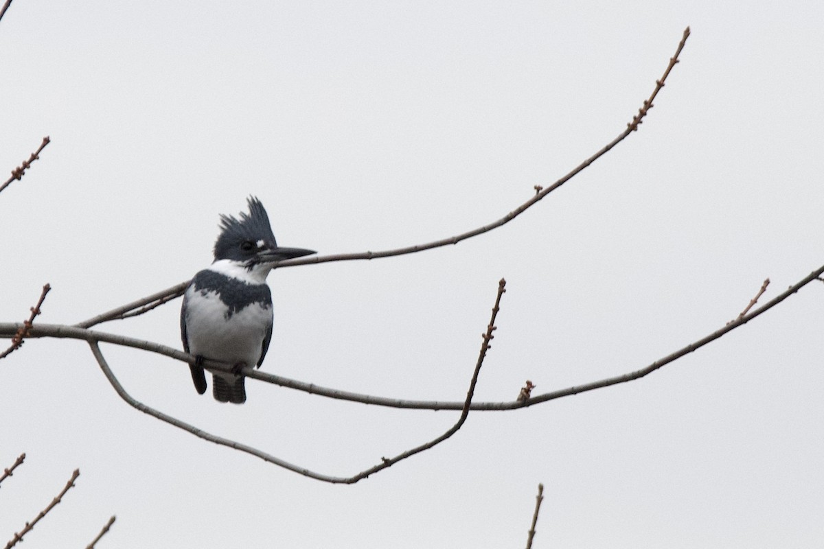 rybařík pruhoprsý - ML646460691