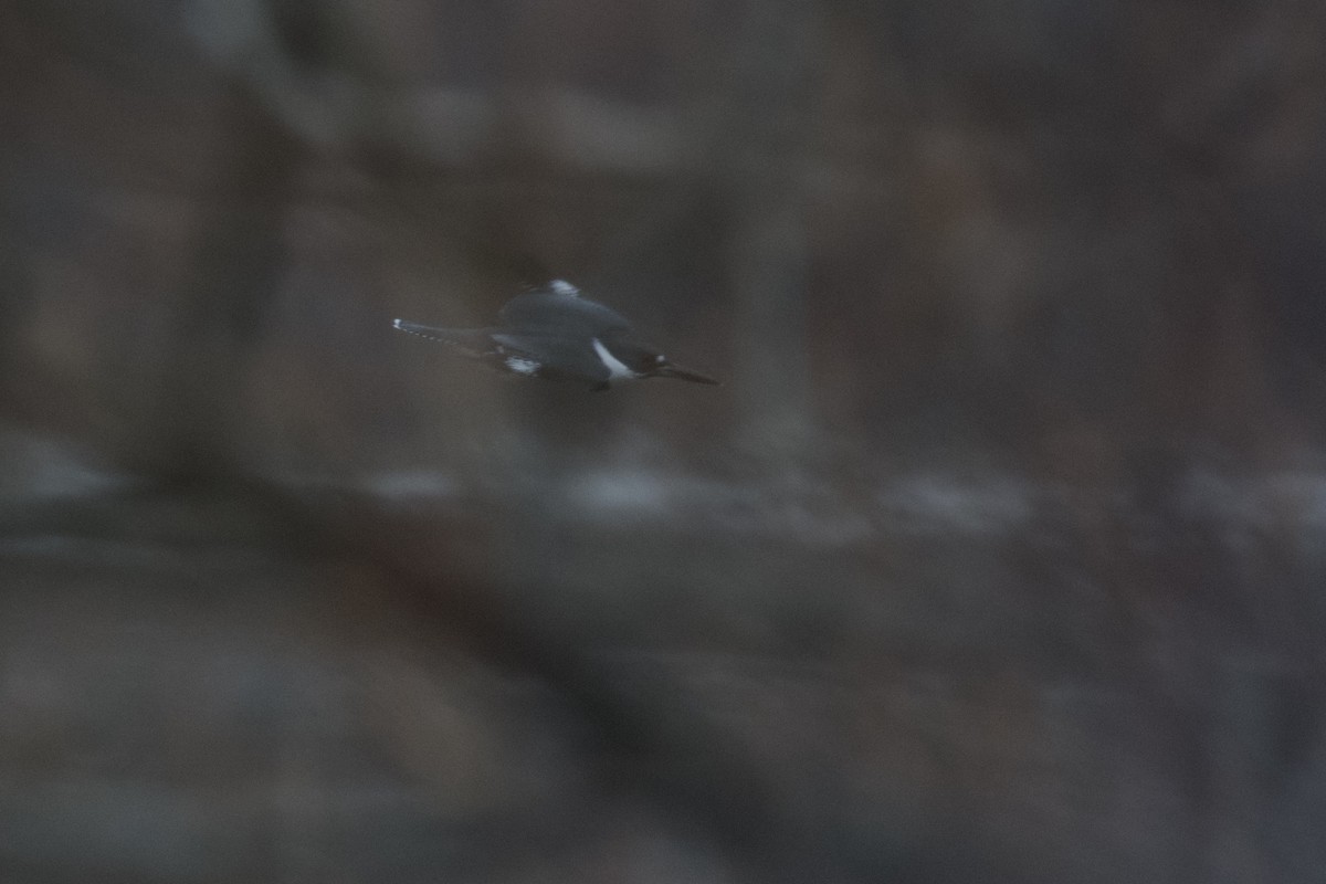 rybařík pruhoprsý - ML646460692