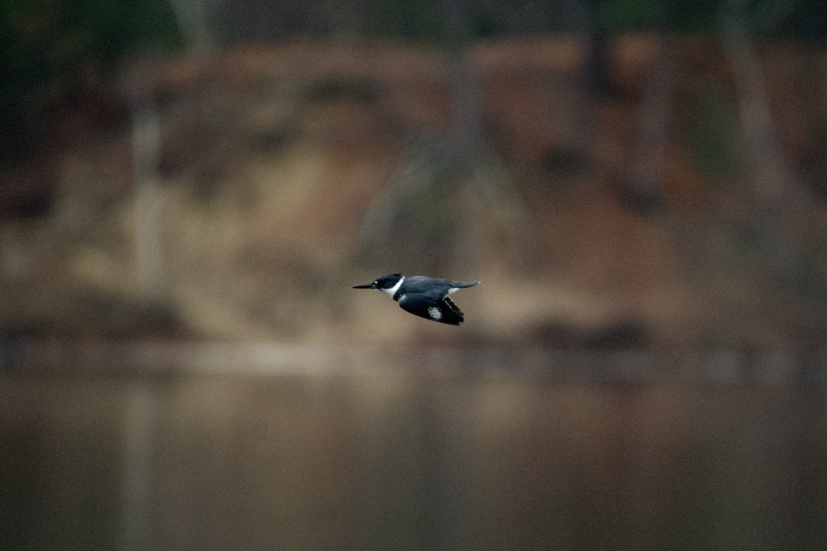 rybařík pruhoprsý - ML646460693