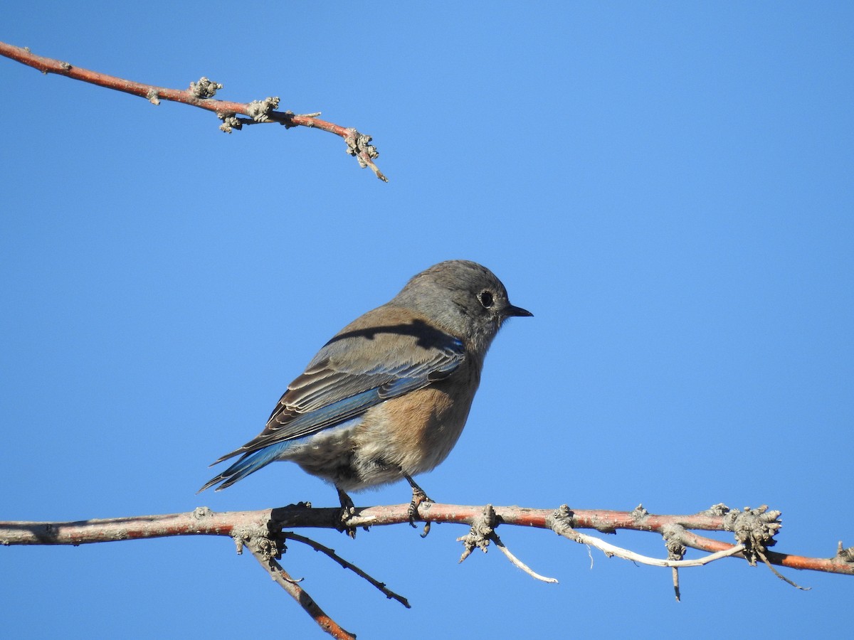 Western Bluebird - ML646460694