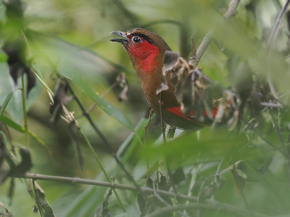 アカガオヤブドリ - ML646460695