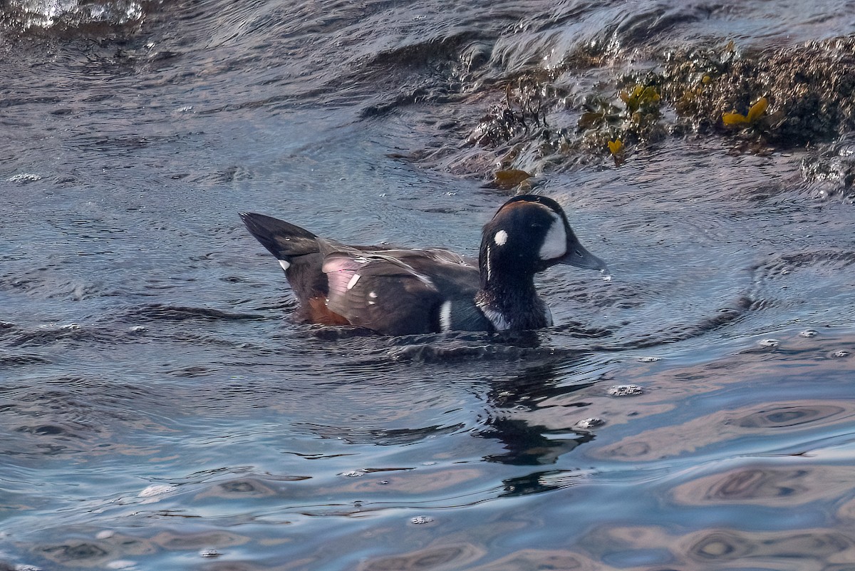 kačka strakatá - ML646460696