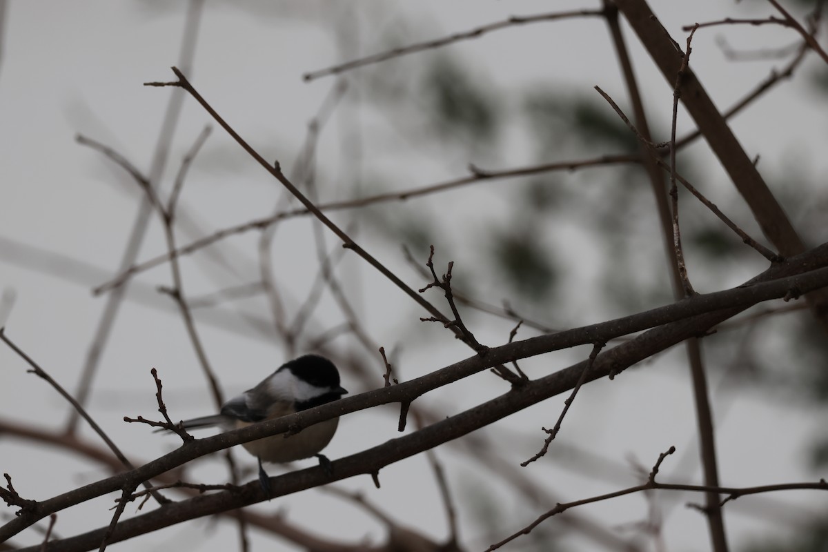 Black-capped Chickadee - ML646460697