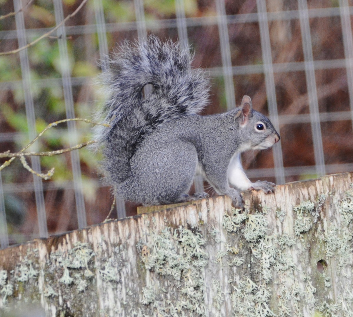 Animals - ML646460698