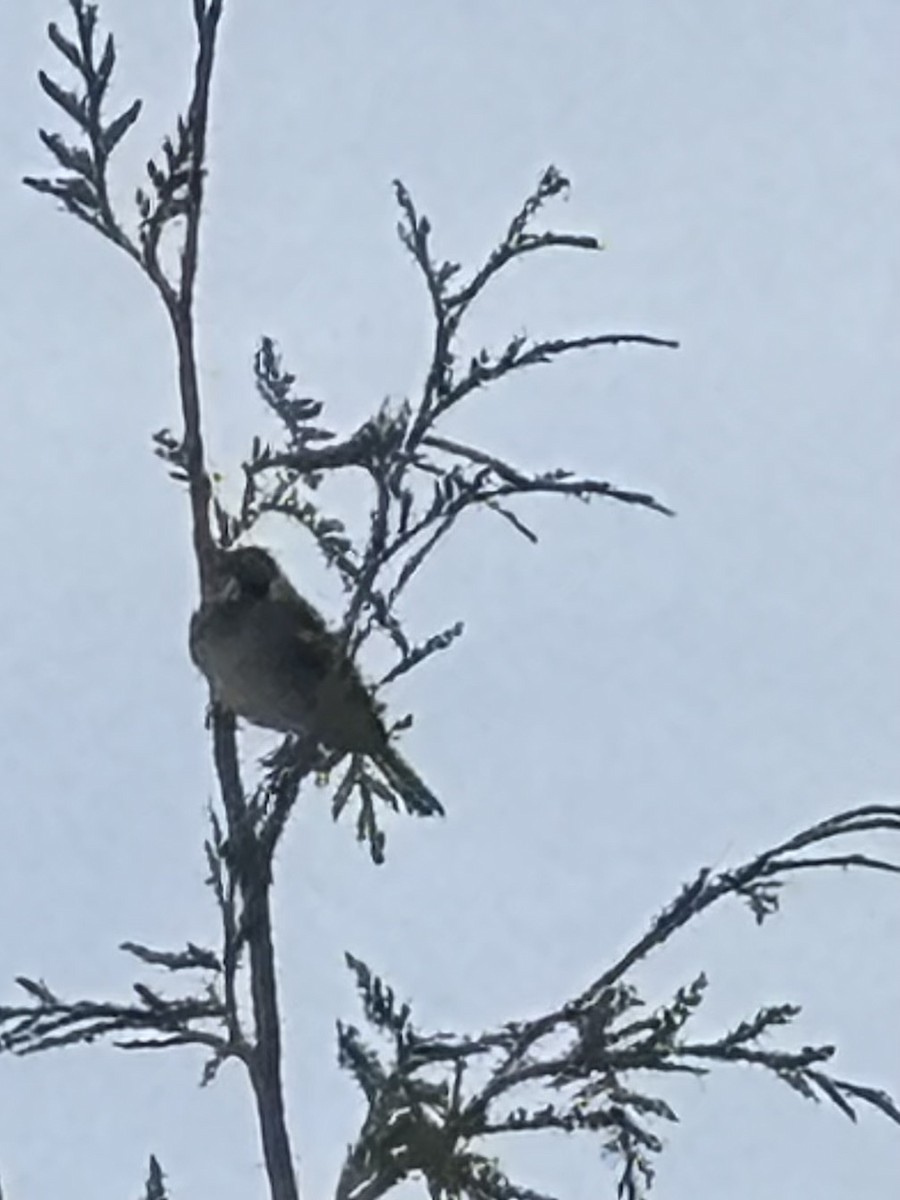 House Sparrow - ML646460699