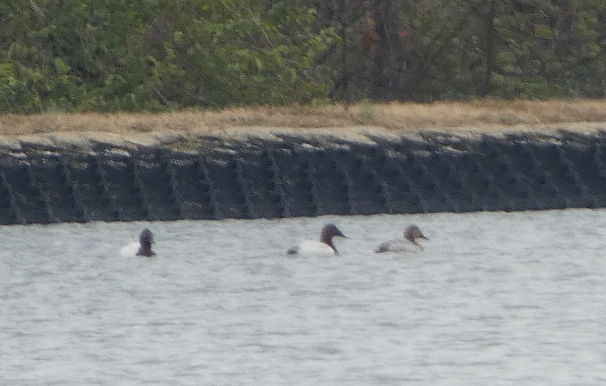 Canvasback - ML646460701