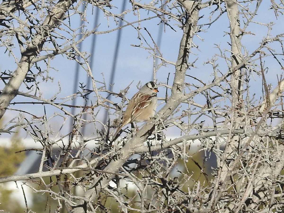 White-crowned Sparrow - ML646460705