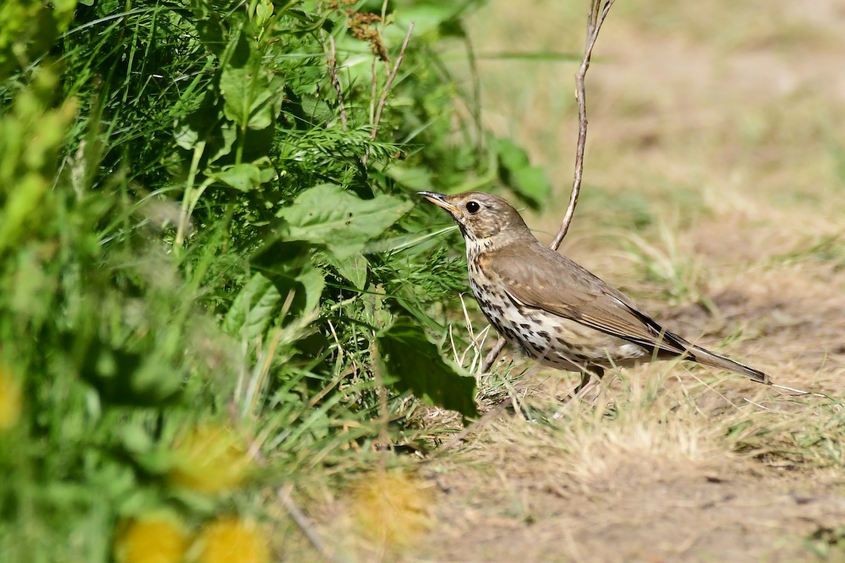 Song Thrush - ML646460706