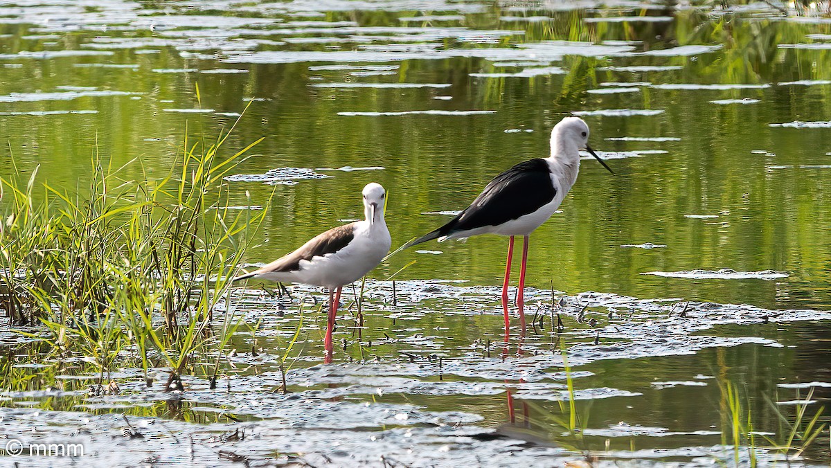 Black-winged Stilt - ML646460708