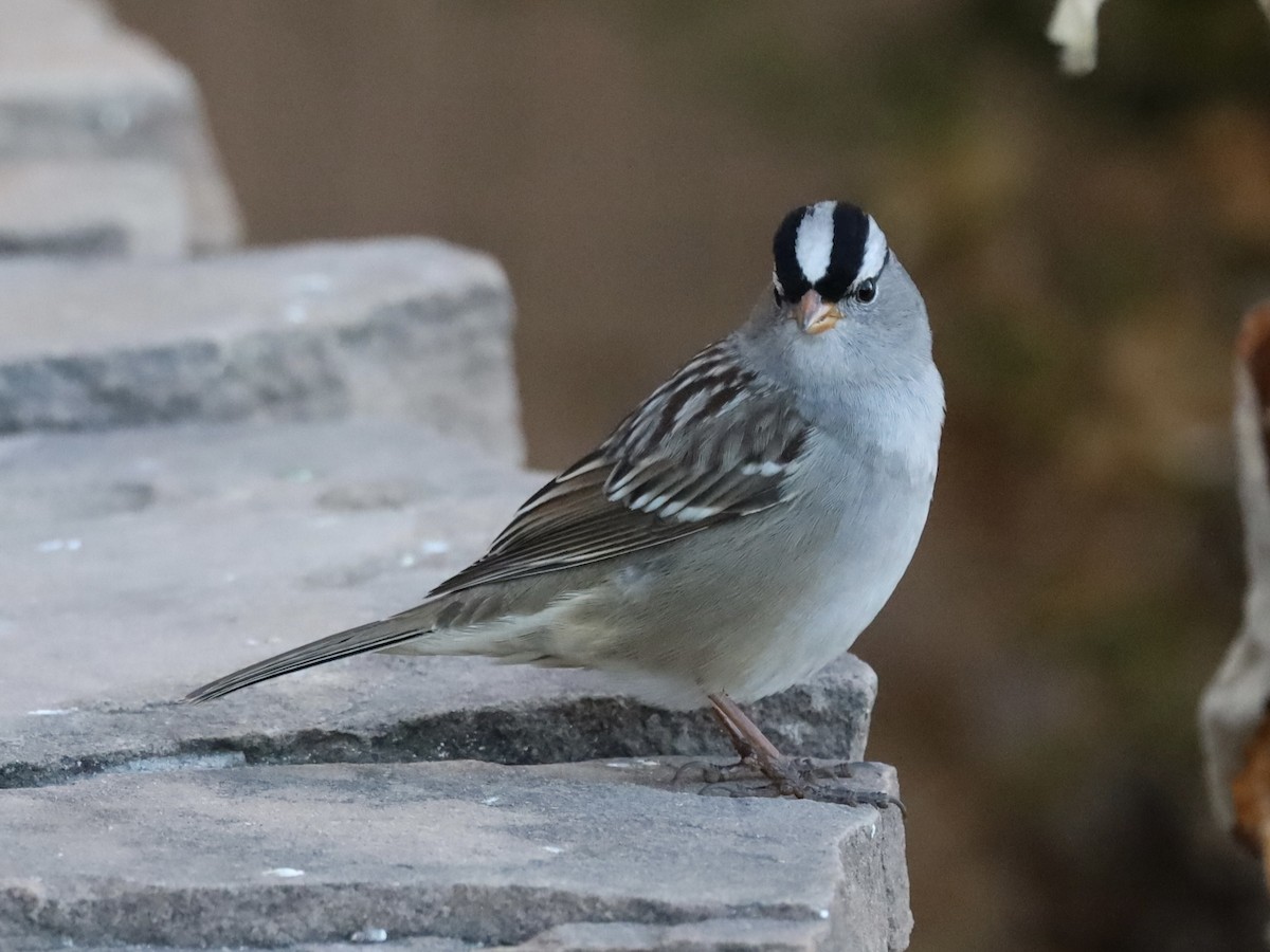 White-crowned Sparrow - ML646460709