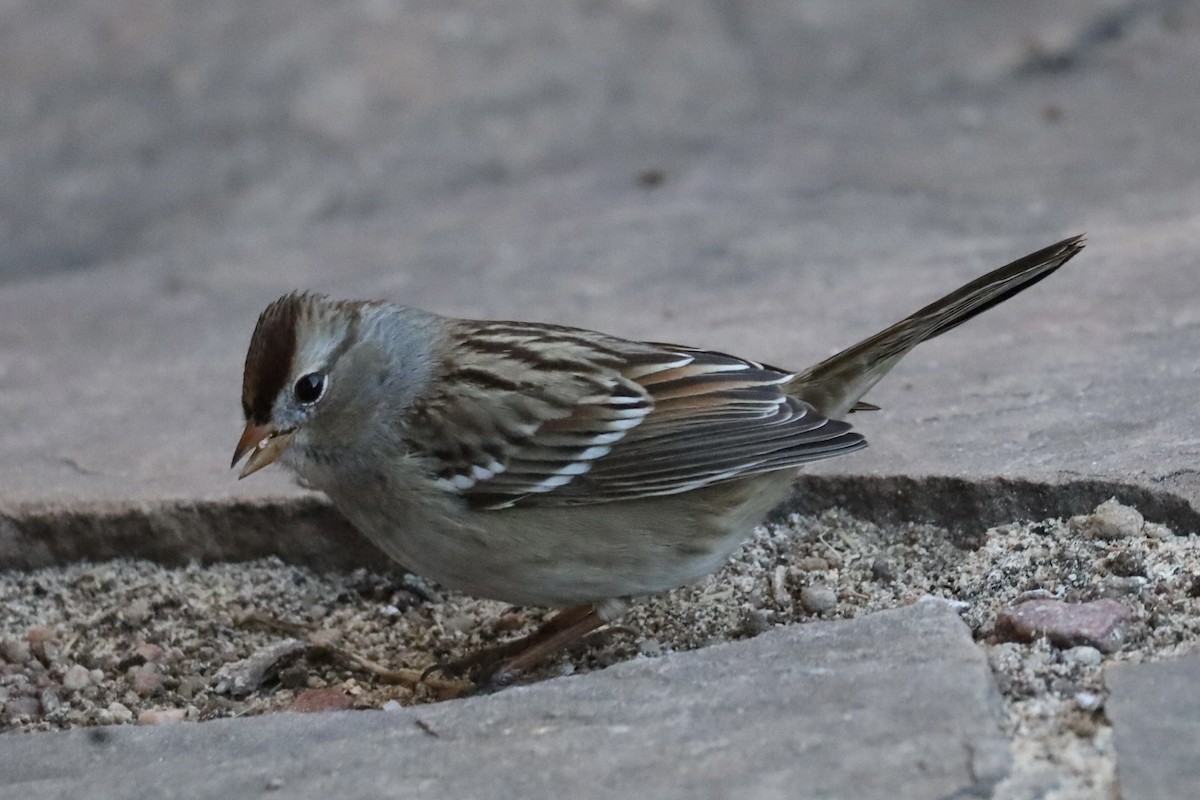 White-crowned Sparrow - ML646460710