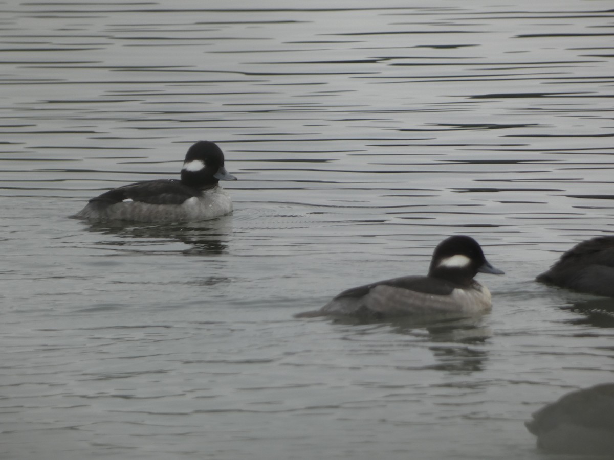 Bufflehead - ML646460714