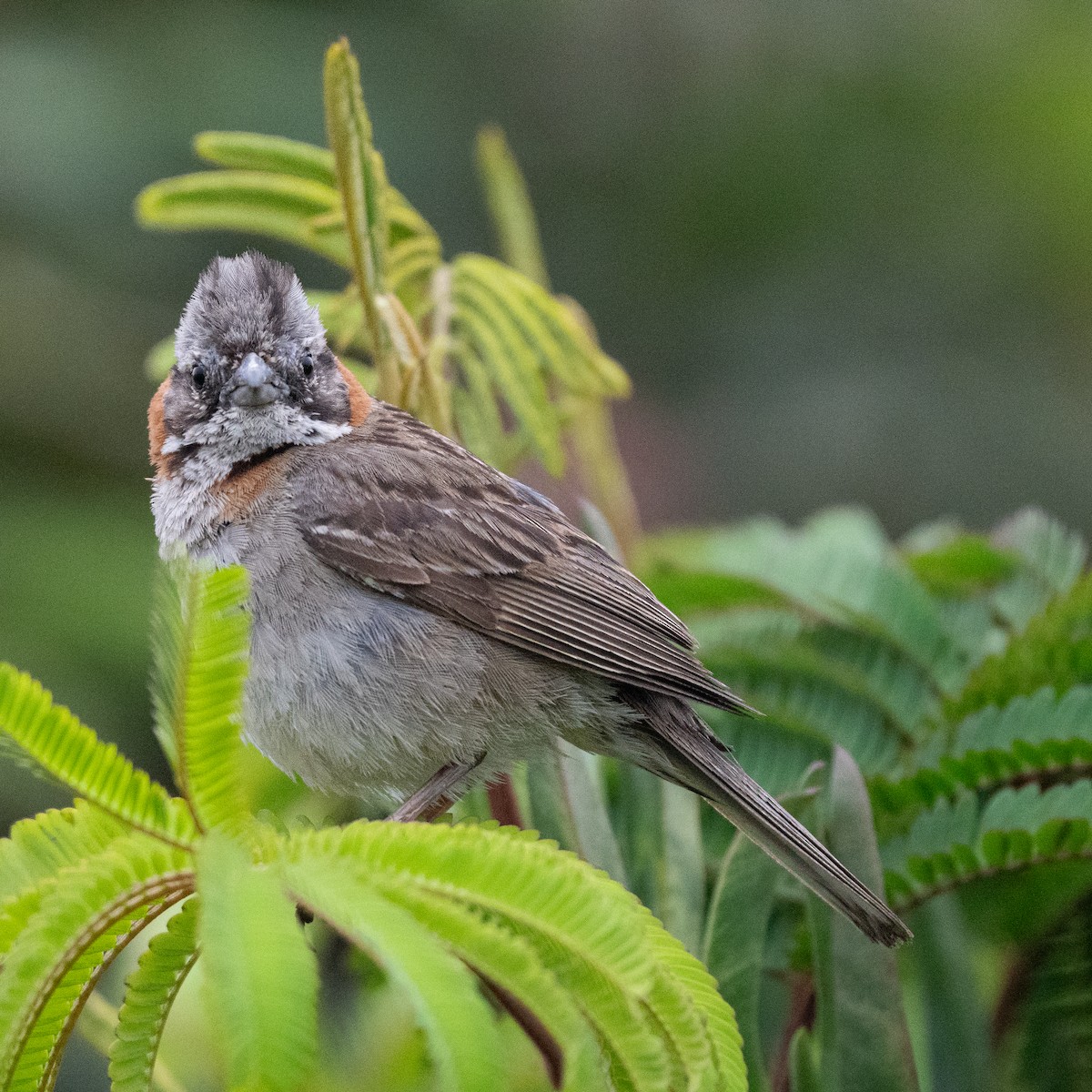 Rufous-collared Sparrow - ML646460715