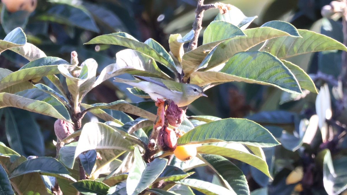 Tennessee Warbler - ML646460722