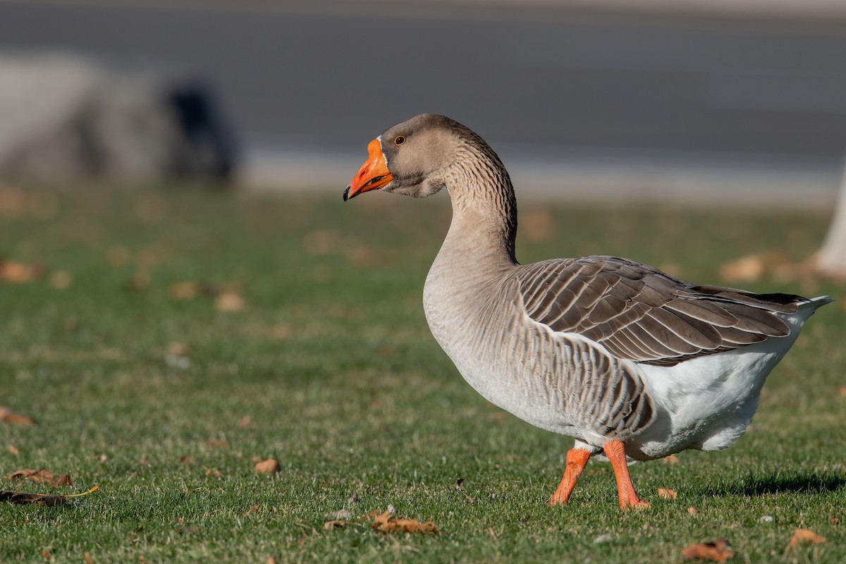 domácí husa sp. - ML646460724