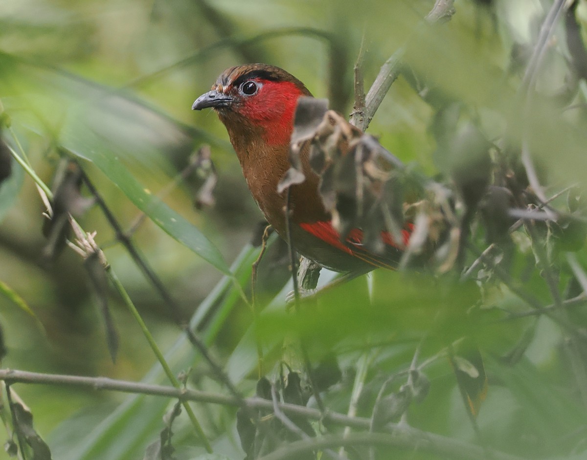 アカガオヤブドリ - ML646460726