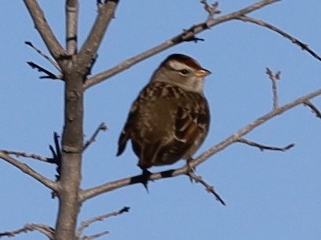 White-crowned Sparrow - ML646460727