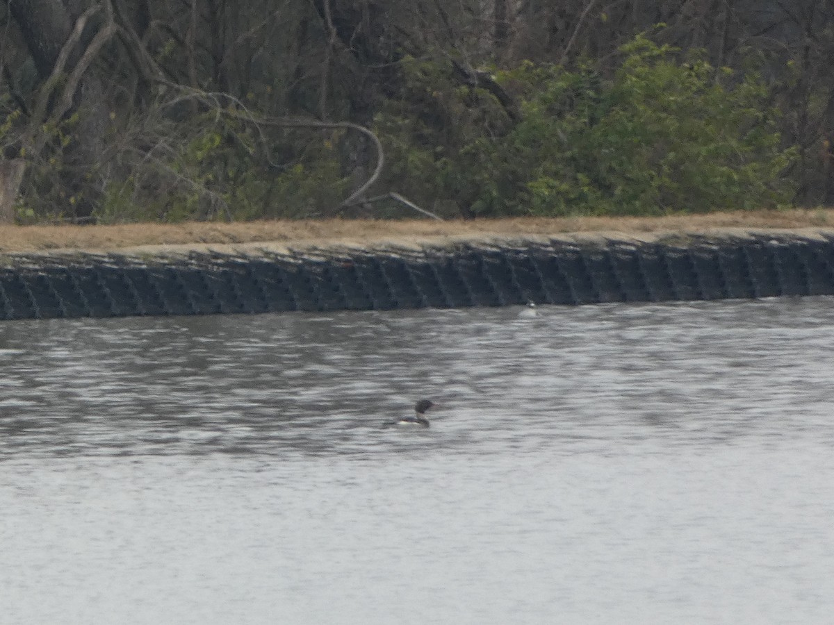 Red-breasted Merganser - ML646460729