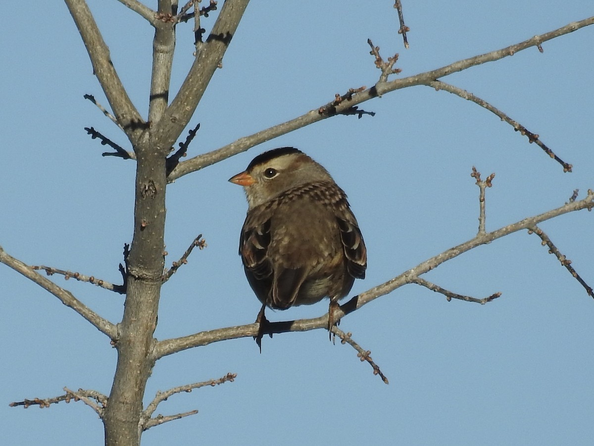 White-crowned Sparrow - ML646460730