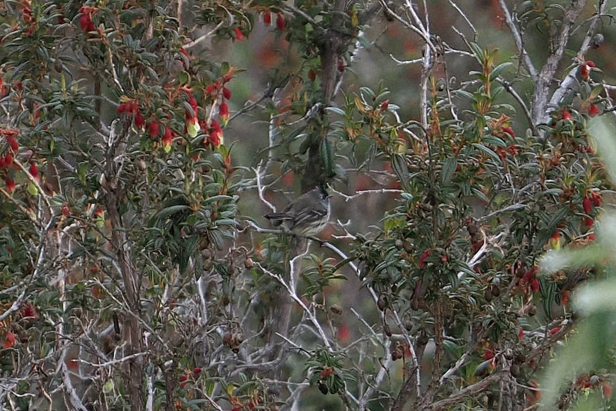 Tufted Tit-Tyrant - ML646460733