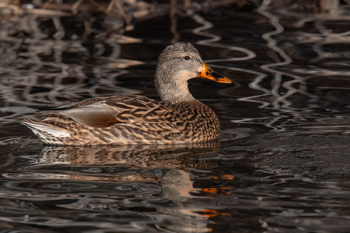 kachna divoká - ML646460735