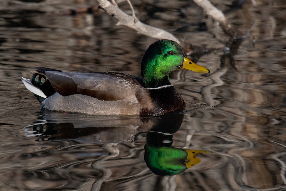 kachna divoká - ML646460736