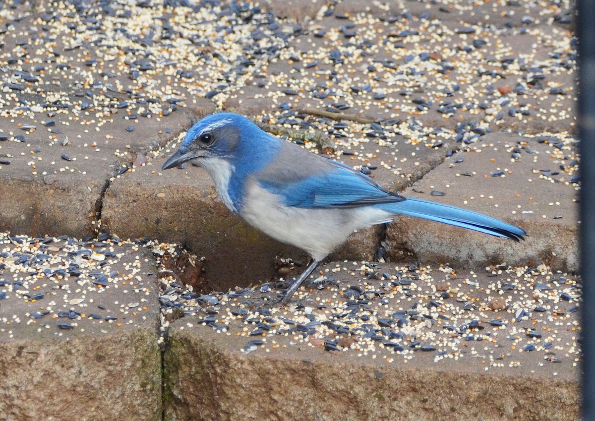 California Scrub-Jay - ML646460738