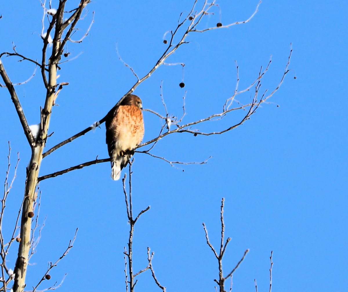 Red-shouldered Hawk - ML646460741