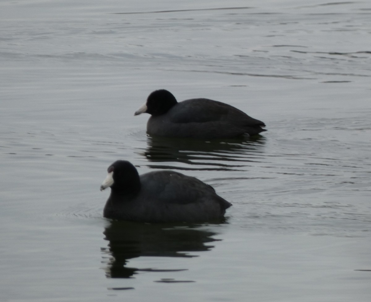 lyska americká - ML646460742