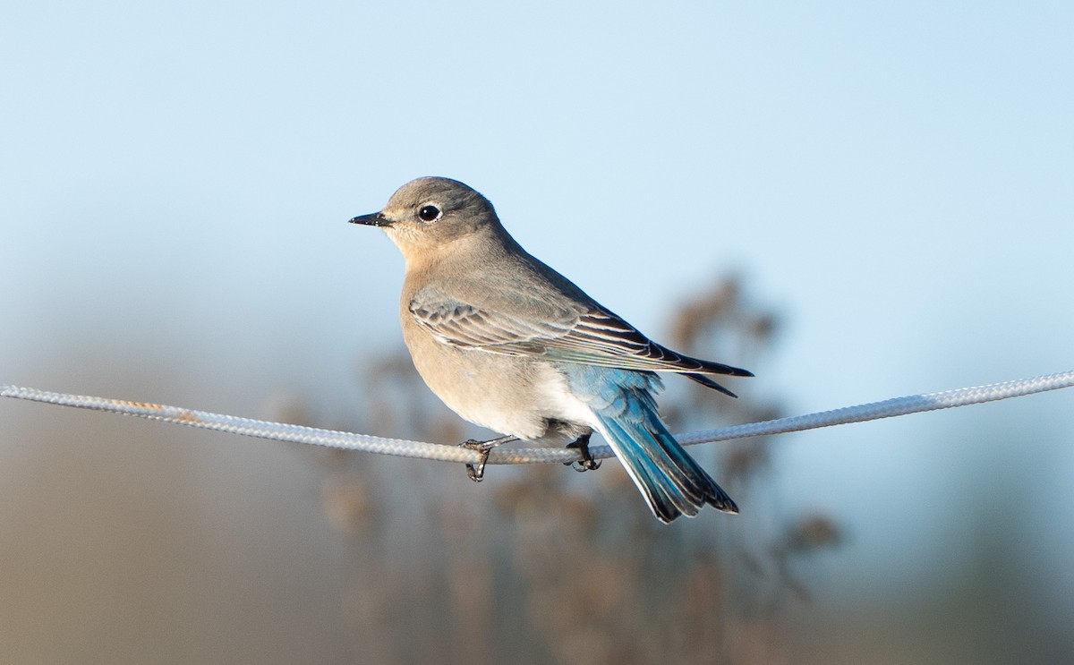 Mountain Bluebird - ML646460744