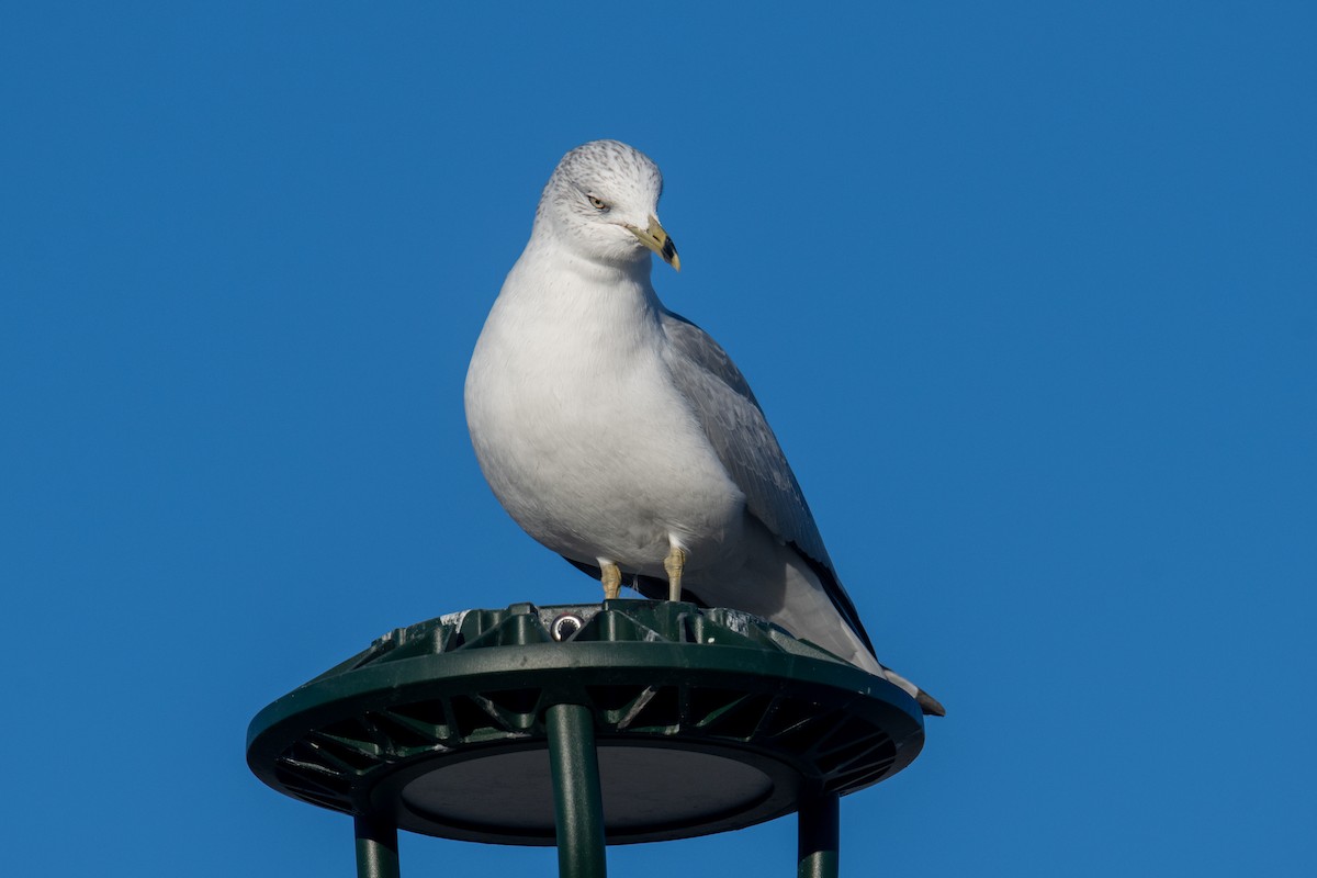 racek kroužkozobý - ML646460745