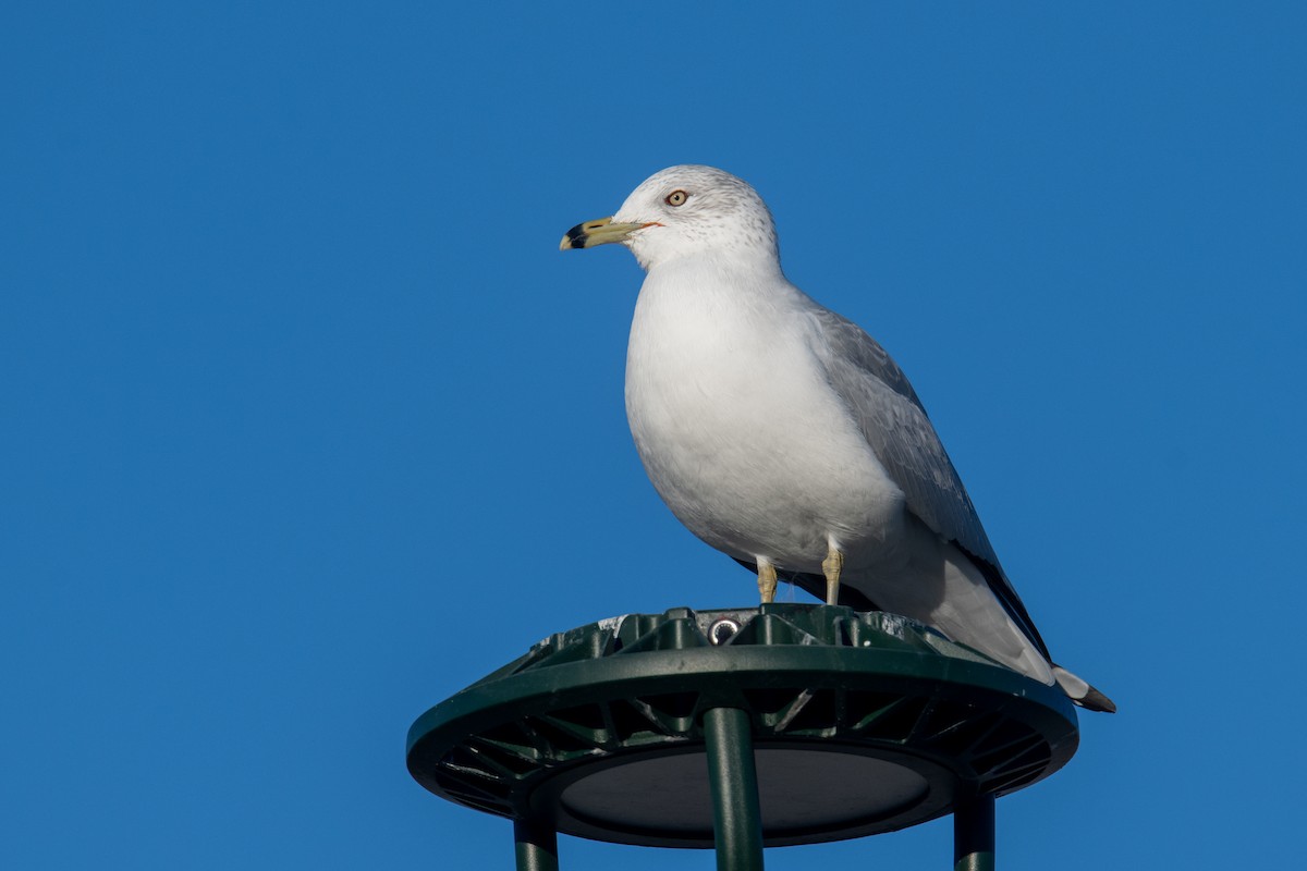 racek kroužkozobý - ML646460746