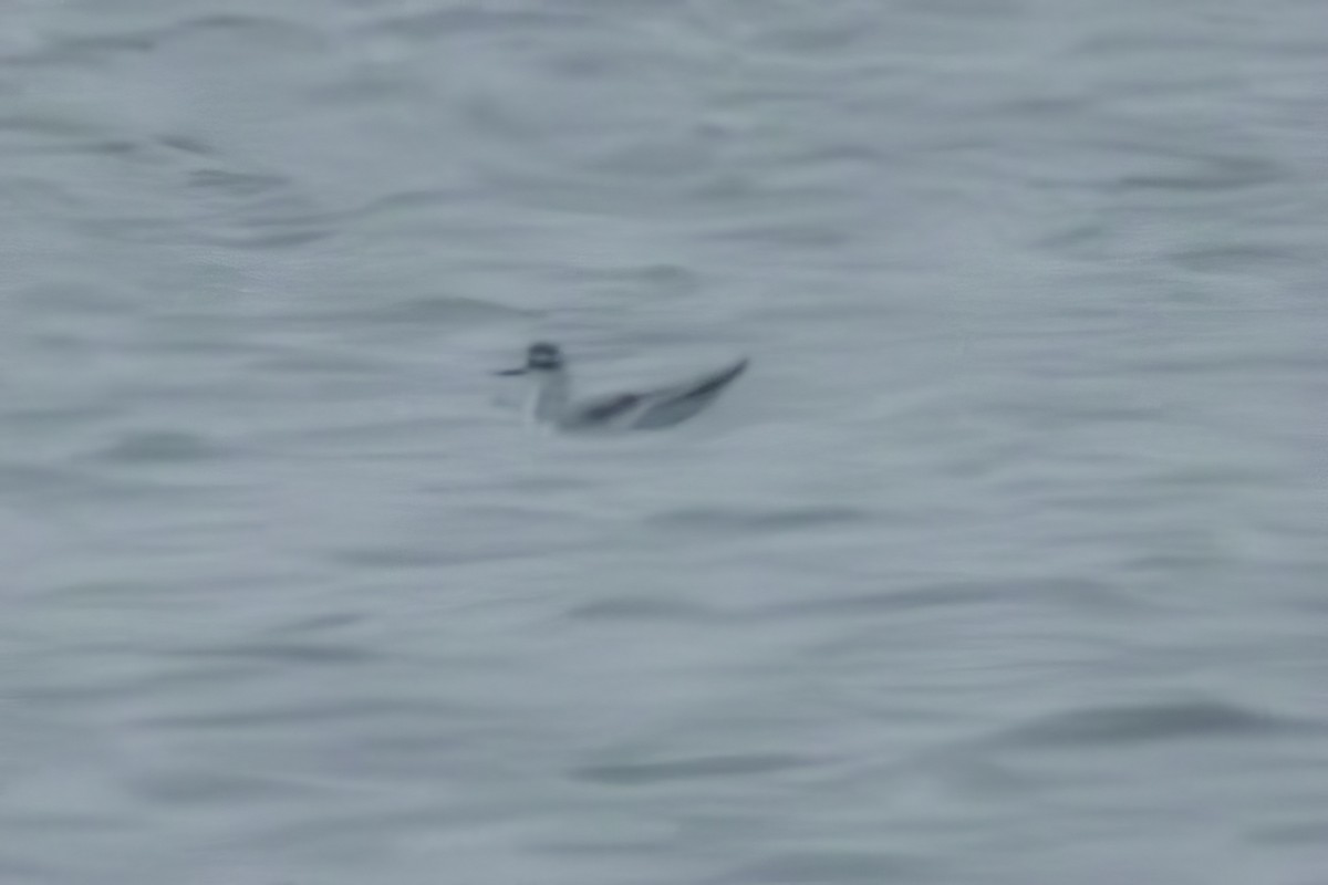 Zwergmöwe - ML646460747