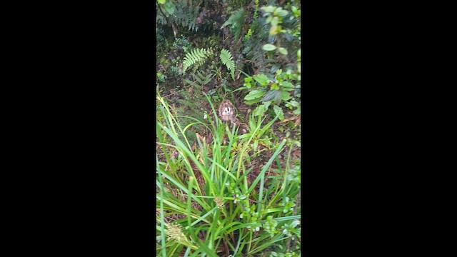 Imperial Snipe - ML646460751